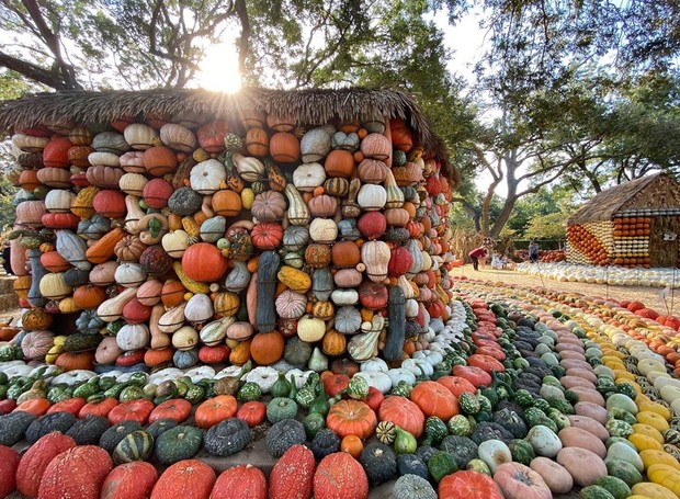 A casa de abóboras no Texas tem variedades coloridas da abóbora (Foto: Reprodução / Instagram / @monica_ayoub1)