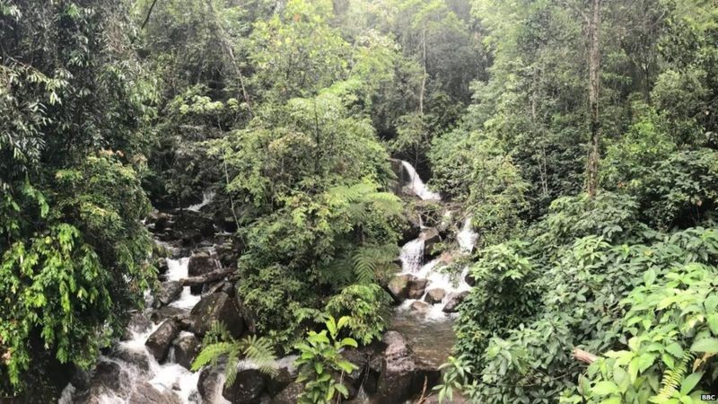 A reserva florestal Sinharaja é um patrimônio da Unesco (Foto: via BBC)