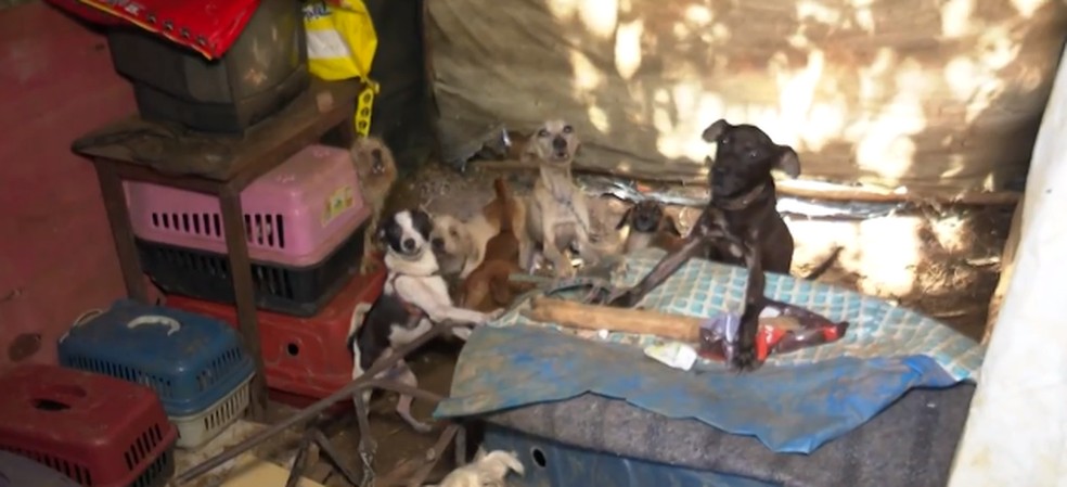 Trinta cães e gatos são resgatados após serem mantidos presos, acorrentados e quase sem alimentação — Foto: Reprodução / TV Santa Cruz
