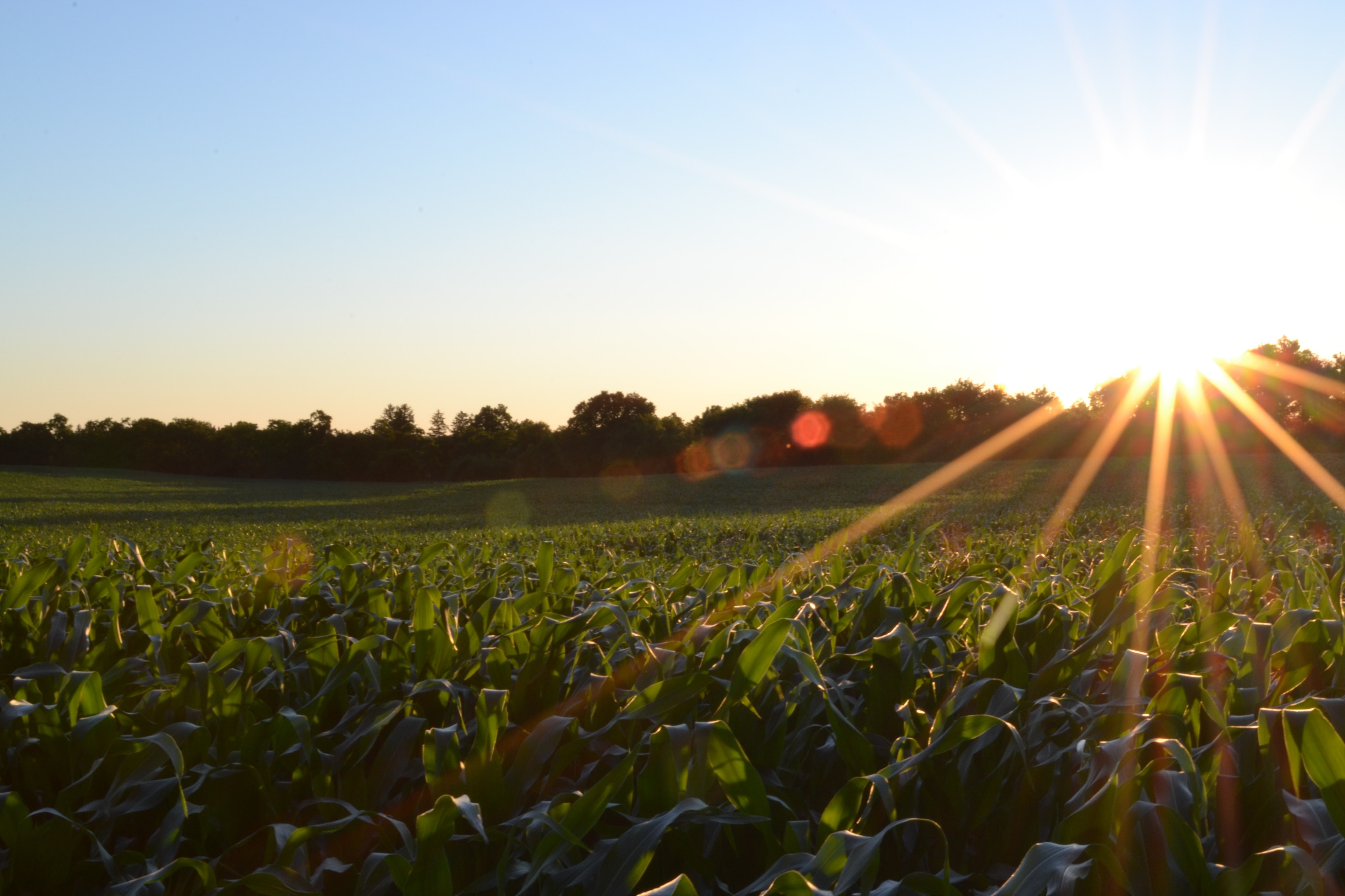 A agricultura regenerativa é proposta como uma solução para a produção sustentável de alimentos na busca por segurança alimentar (Foto: Unsplash/Jake Gard)