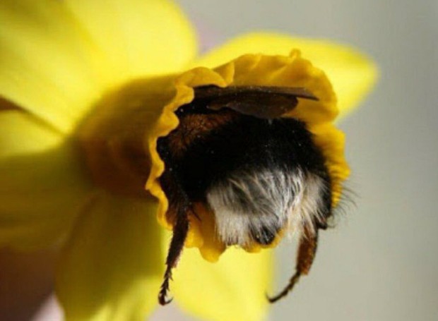 Algumas abelhas são mais bem-sucedidas na polinização de certas plantações por causa de seu tamanho e diferentes vibrações (Foto: Reprodução / imgur)