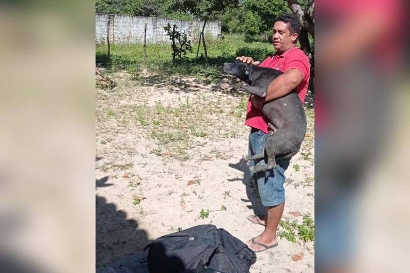 Pitbull é resgatado após cair em cacimba de 20 metros de profundidade no Ceará