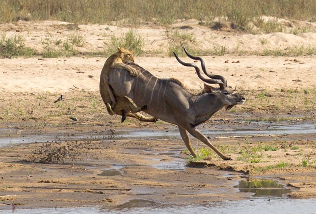 Ágil ataque da leoa ao antílope foi registrado na reserva de MalaMala, na África do Sul (Foto: Gary Hill/Caters News)