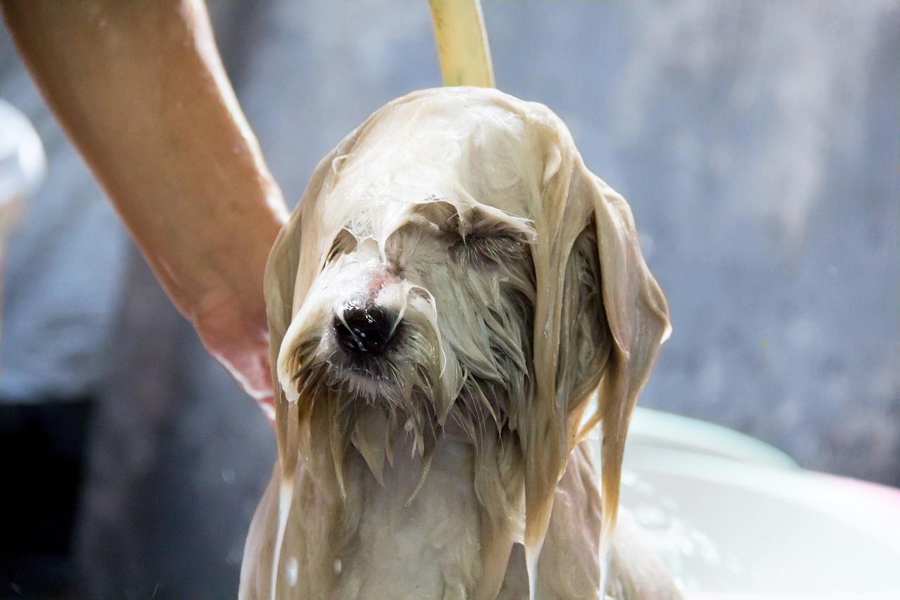 A frequência de banhos depende da espécie e das características do pet (Foto: Pixabay / Kreingkrai Luangchaipreeda / CreativeCommons)