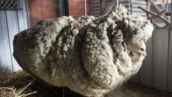 As autoridades ficaram receosas com o estado de saúde da ovelha (Foto: Reprodução/Twitter)
