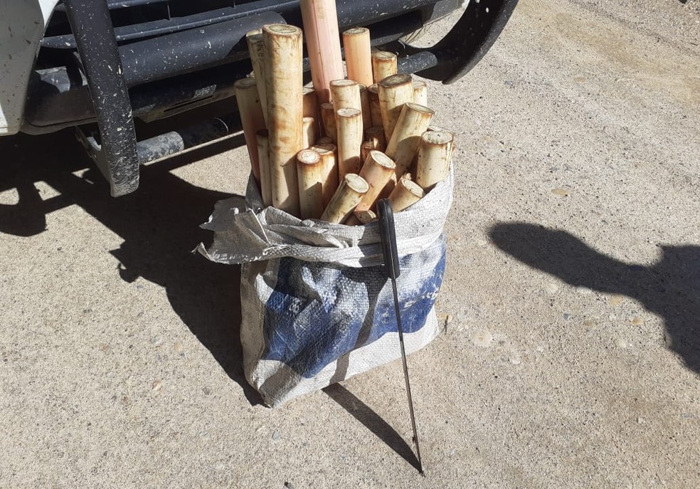 Suspeito foi flagrado carregando saco com palmito amea&ccedil;ado de extin&ccedil;&atilde;o no interior de SP &mdash; Foto: Divulga&ccedil;&atilde;o/Pol&iacute;cia Militar Ambiental