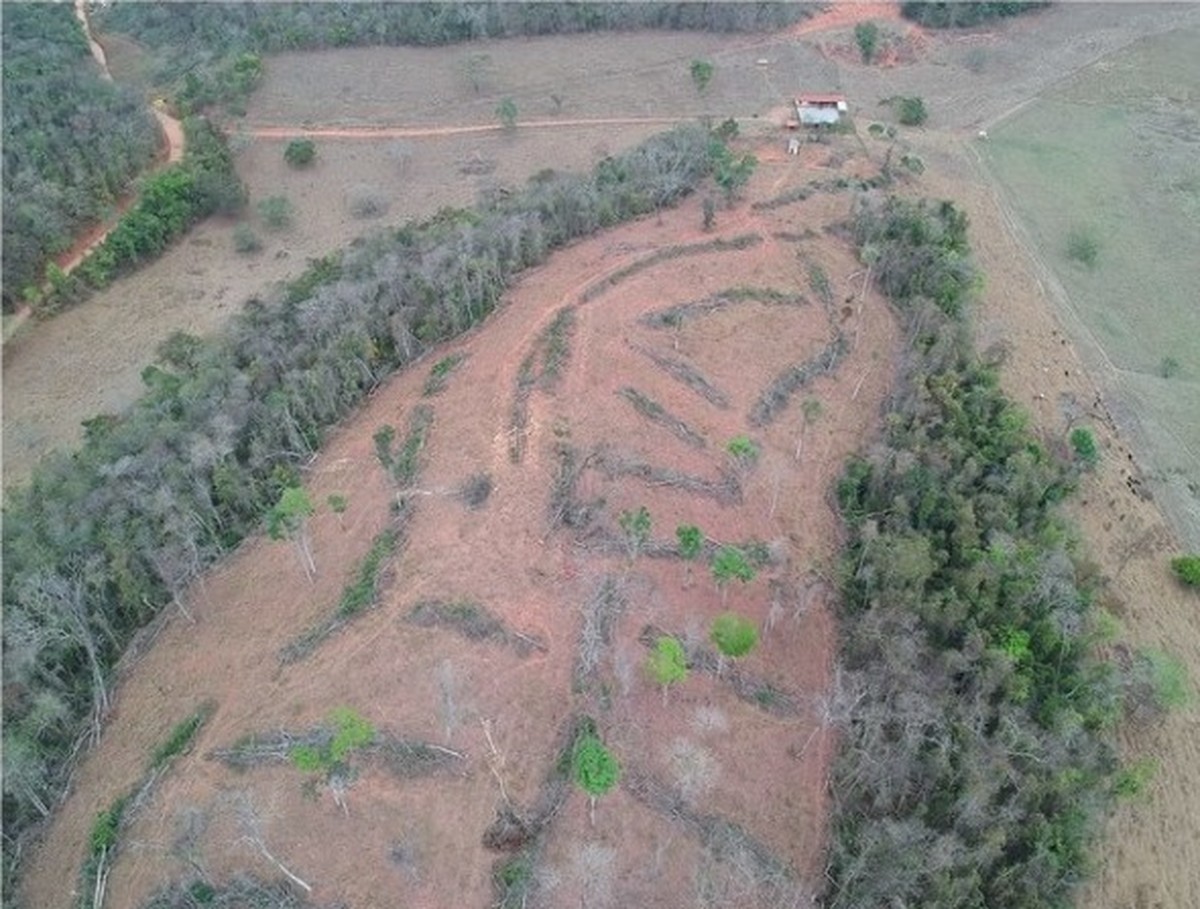 Operação Mata Atlântica Em Pé Identifica 27 Mil Hectares De áreas Desmatadas Ilegalmente E 9635