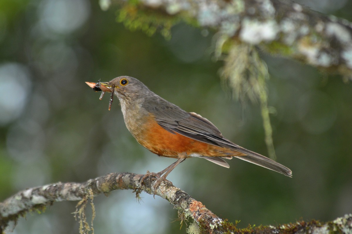 Sabiá-laranjeira é ave-símbolo do País e sabiá-barranco, o mais comum ...