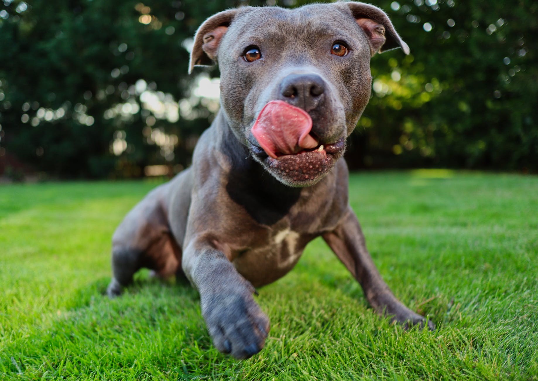 O pitbull foi criado para briga de cachorro, tendo a agressividade, a mordida forte e a resiliência como características para a atividade  (Foto: Pexels/ @nicolecedik/ CreativeCommons)