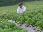 Em SP, morango está em plena safra e deixa os agricultores otimistas