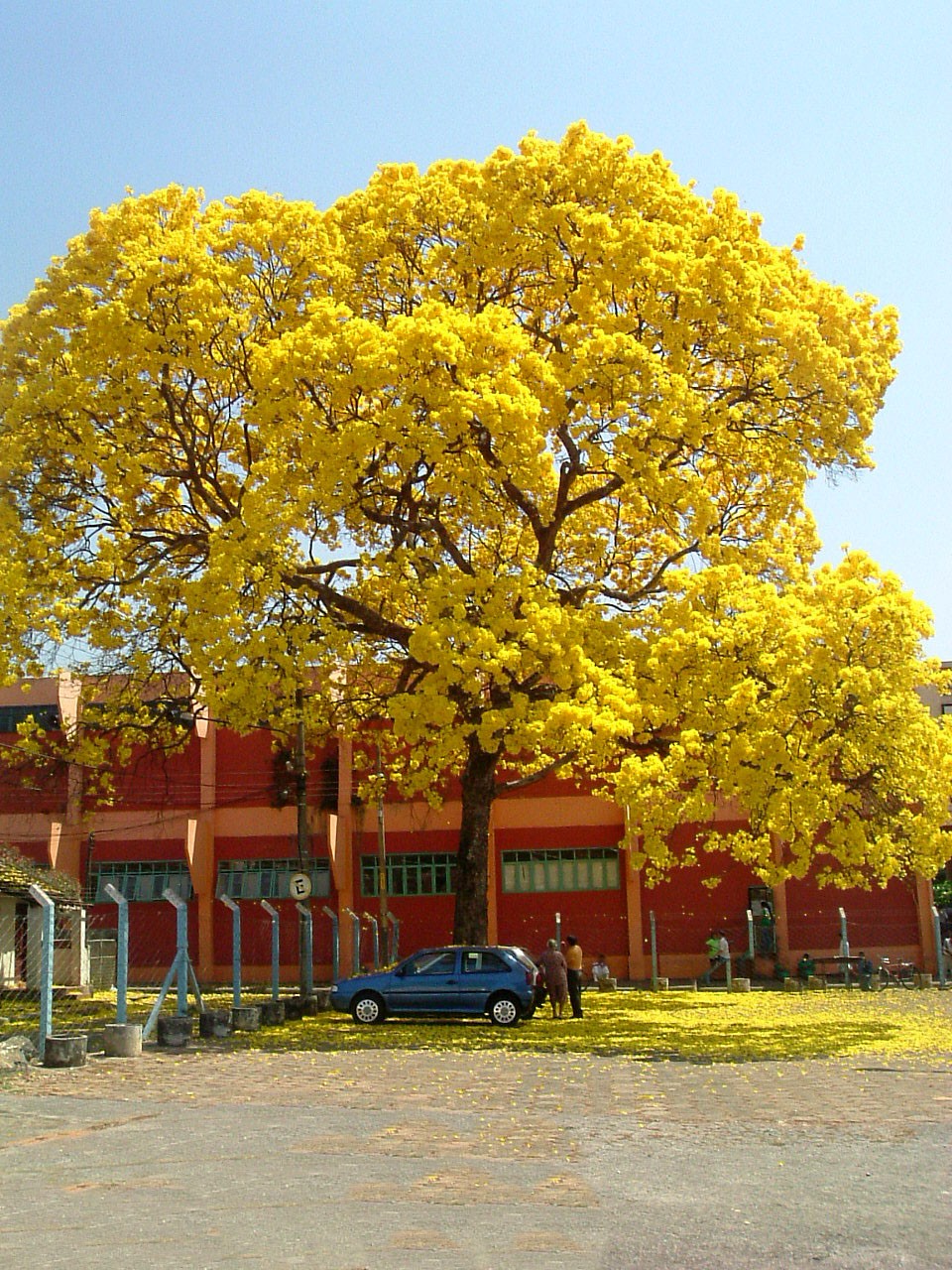 ipe-amarelo (Foto: Wikimedia Commons)