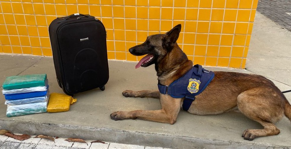 Cão farejador da PRF encontra carga de drogas em malas na BA — Foto: Divulgação/PRF