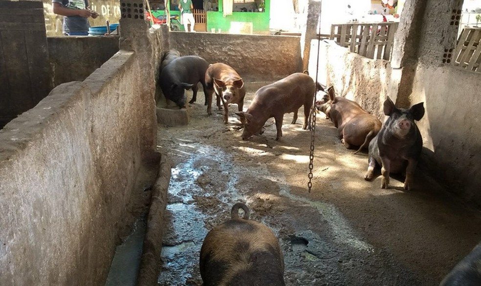 Pocilga encontrada durante fiscalização do IMA no interior de Alagoas (Foto: IMA-AL/Divulgação)