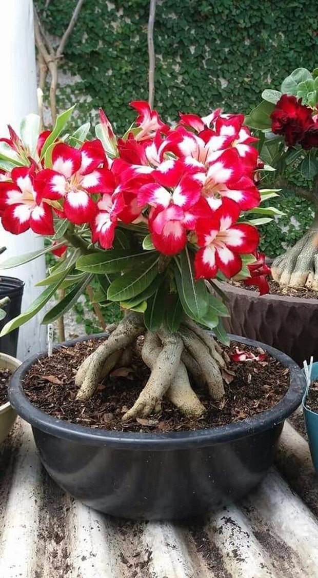Rosa do Deserto: conheça a planta que está se tornando a nova orquídea (Foto: Pinterest)