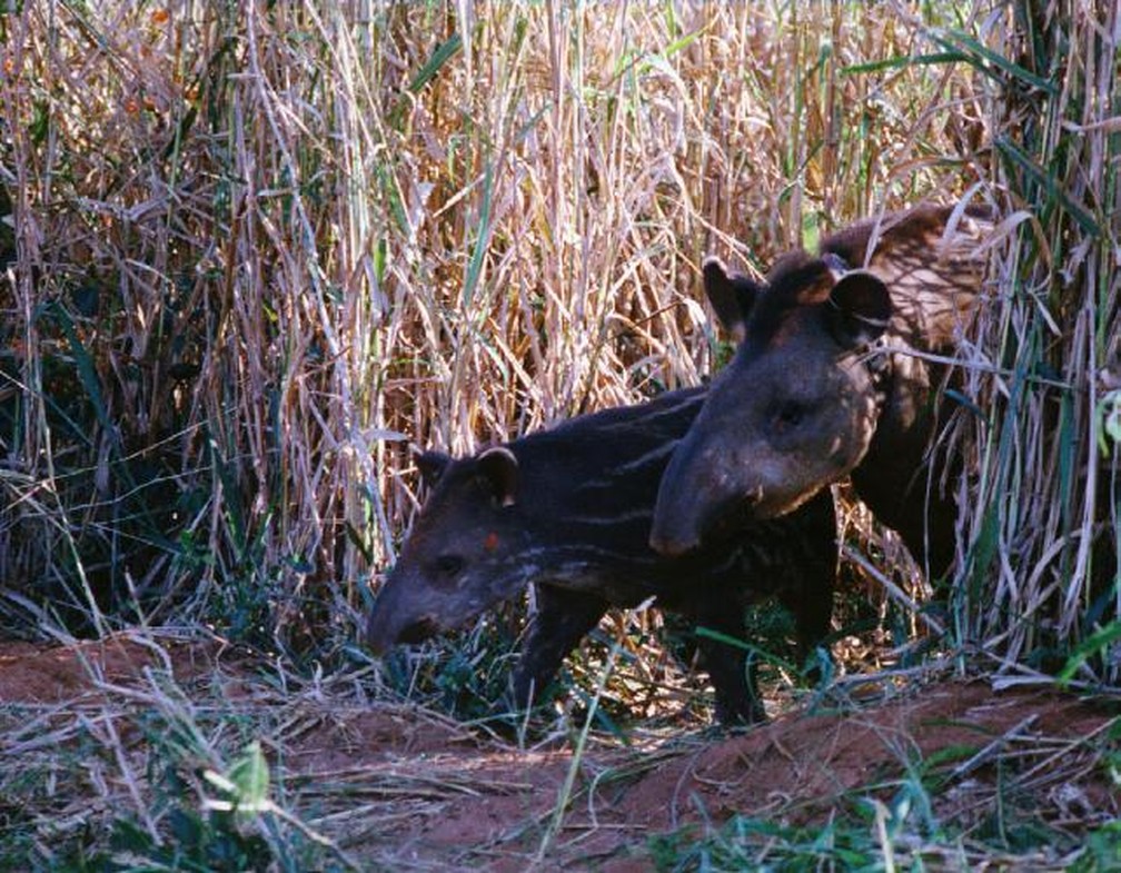 Projeto voltado à preservação da anta (Tapirus terrestris) começou há 25 anos, no Pontal do Paranapanema — Foto: INCAB-IPÊ