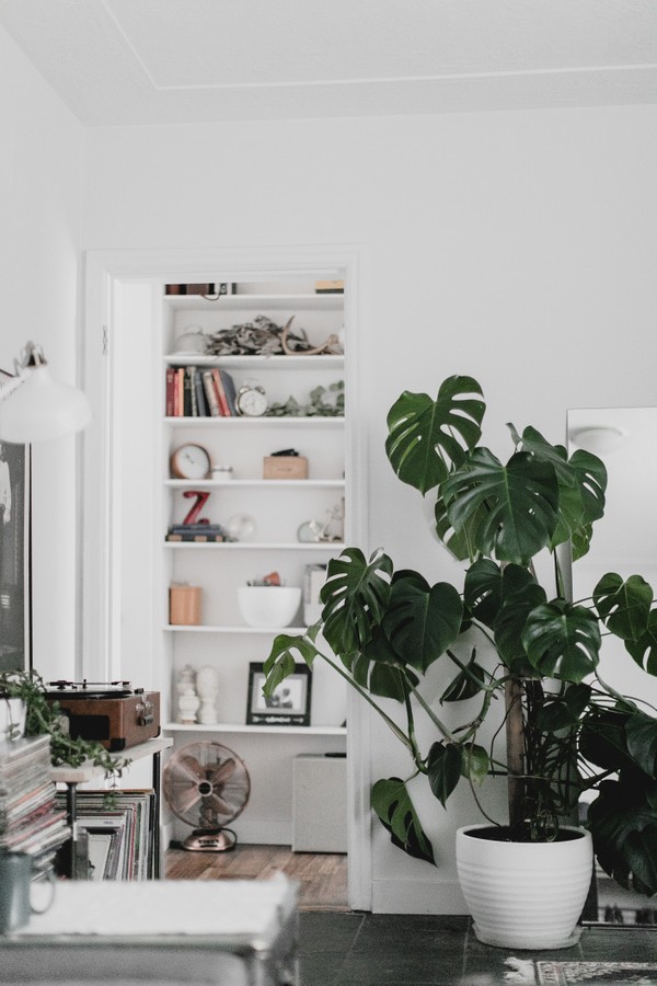 A bright white living room with large monstera plant (Foto: Getty Images)