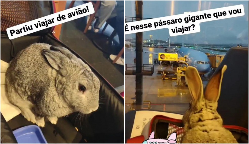 Registros do embarque do coelho Alfredo no avião da KLM antes da confusão no aeroporto de Guarulhos, na quinta-feira (18). — Foto: Reprodução/Instagram