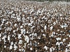 Atrasado, plantio de algodão chega a 85% de área em Mato Grosso
 