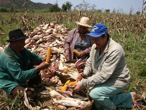 Produtores fazendo a colheita de milho (Foto: Foto: Gravatinha)