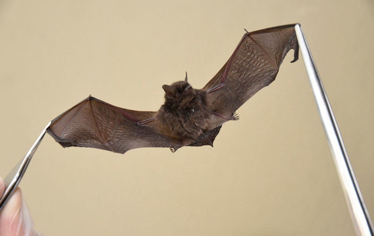 Jundiaí confirma segundo caso positivo de raiva para morcego 