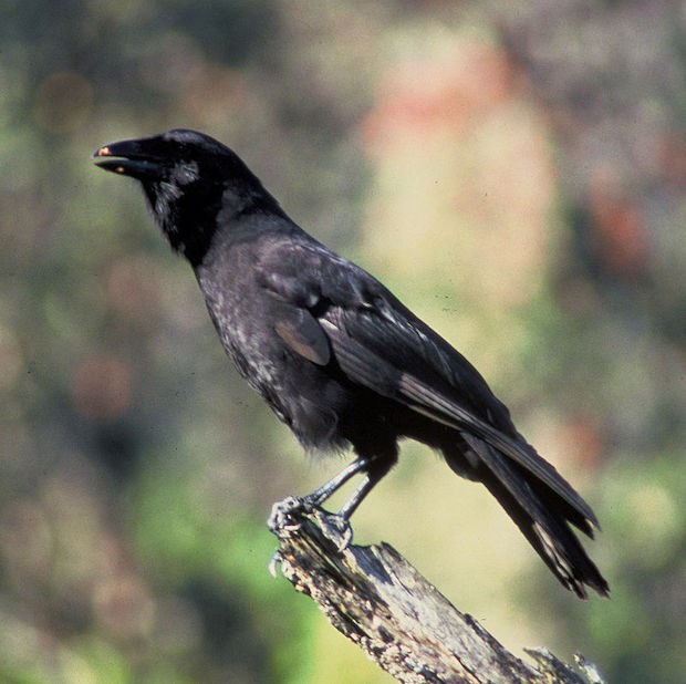 Corvo-havaiano – Corvus hawaiiensis (Foto: Domínio Público/ WikimediaCommons)