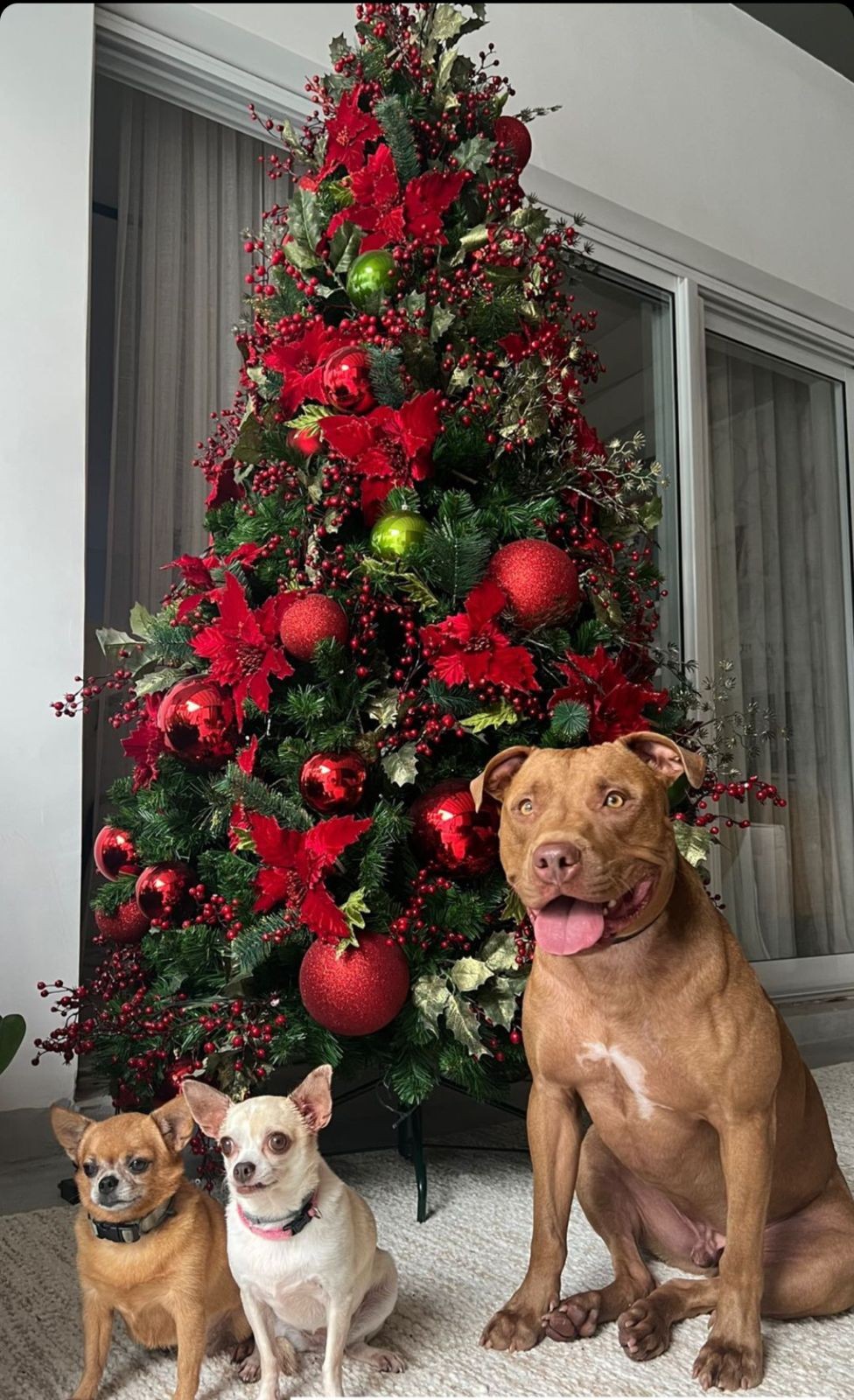 A influenciadora Gabirla Pugliesi postou um clique fofo de seus cachorros aos pés da árvore de Natal deste ano — Foto: Reprodução/Instagram