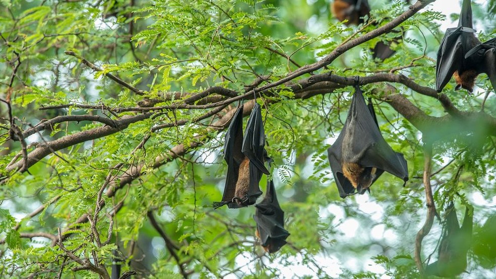 Morcegos são forçados a conviver com humanos por causa da destruição de seu habitat natural — Foto: Getty Images via BBC