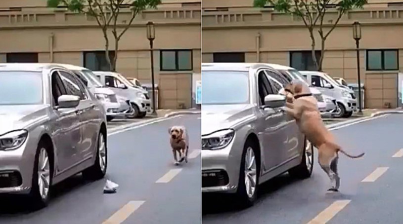 Após ver motorista jogar lixo na rua, cachorro tem atitude inusitada  (Foto: Reprodução/Twitter)