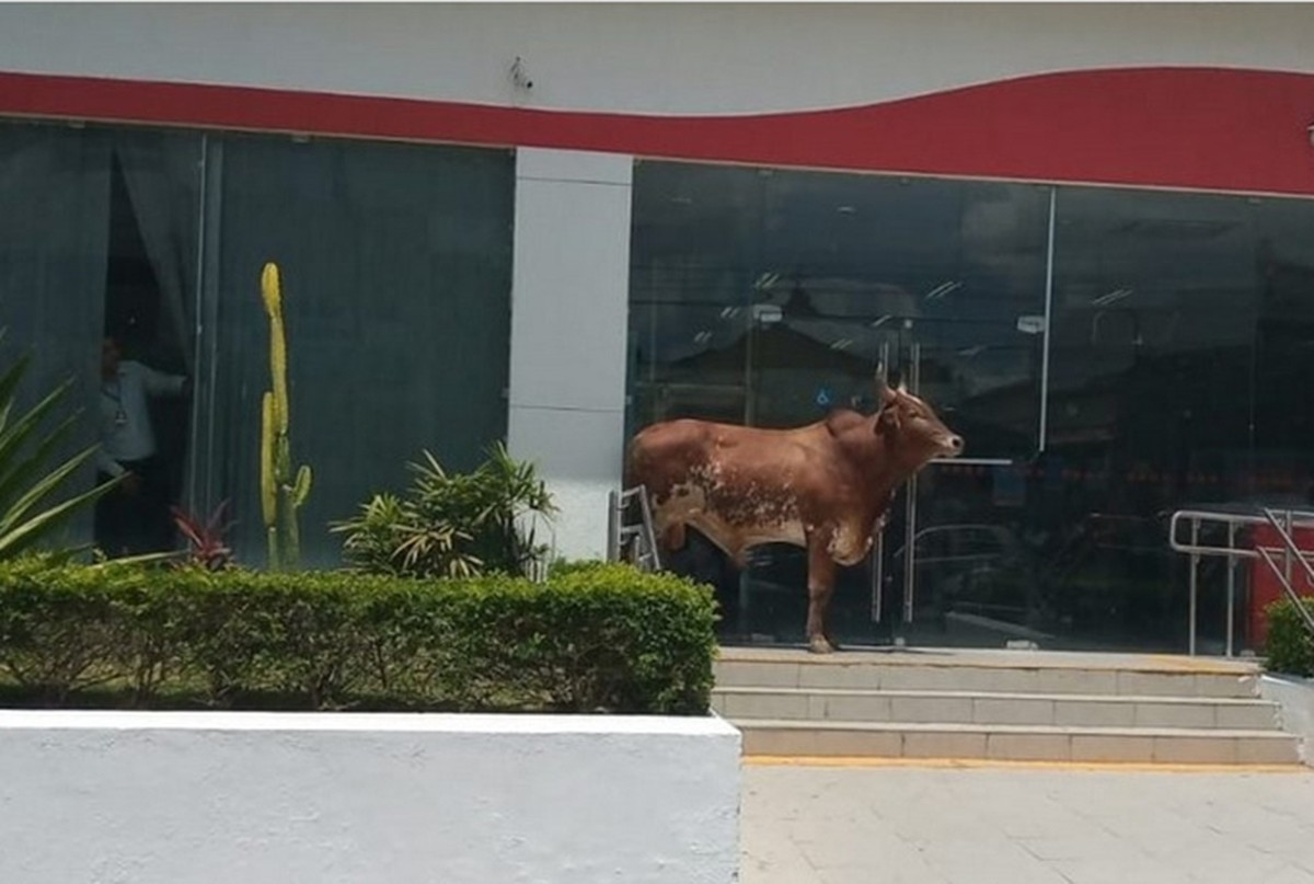 Boi Bloqueia Entrada De Agencia Bancaria Em Gravata E Imagens Viralizam Na Web Caruaru E Regiao G1