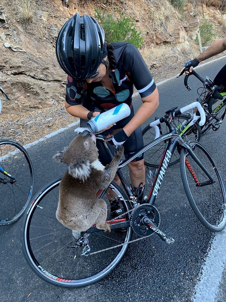 Coala bebe água de ciclista durante onda de calor na Austrália thumbnail