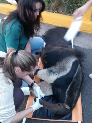 Animal foi levado para especialistas na Unesp de Botucatu  (Foto: Divulgação/ Bombeiros Avaré)