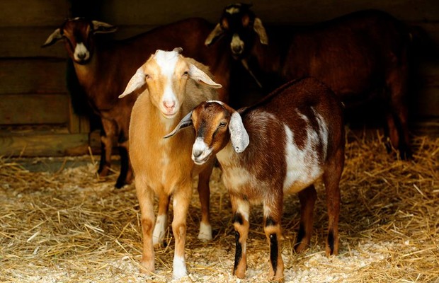 Parque de NY usará cabras para acabar com ervas daninhas (Foto: Reprodução/ Facebook)
