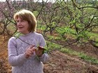 Falta de frio prejudica floração dos pomares de pêssego no RS