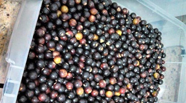 Fruto do palmiteiro juçara tem sabor semelhante ao do açaí (Foto: Reprodução / Agência USP)