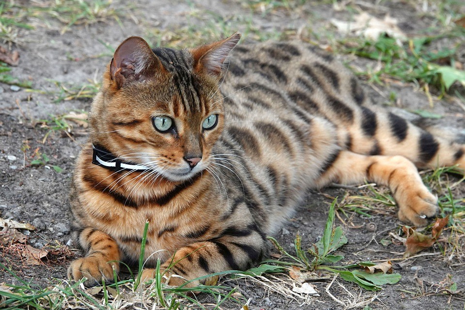 O gato-de-bengala tem o estilo selvagem e cheio de energia, mas perto dos tutores é bem carinhoso (Foto: Pixabay/ Uschi_Du/ CreativeCommons)