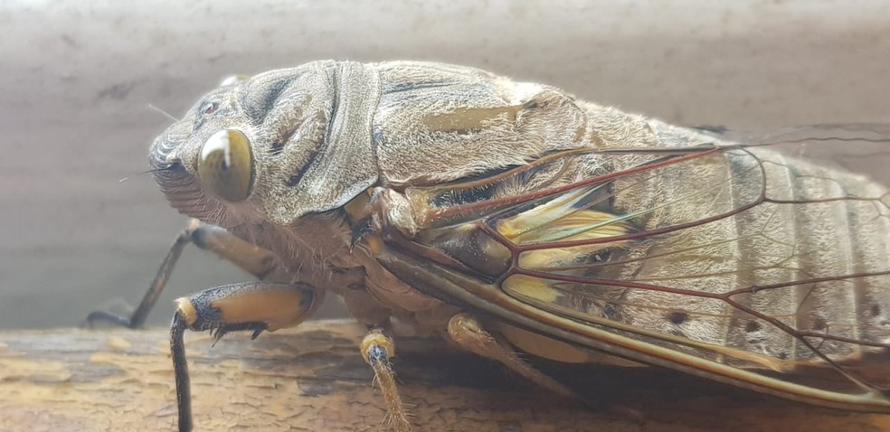 Cigarras Emitem Som Equivalente Ao De Uma Turbina De Aviao Terra Da Gente G1