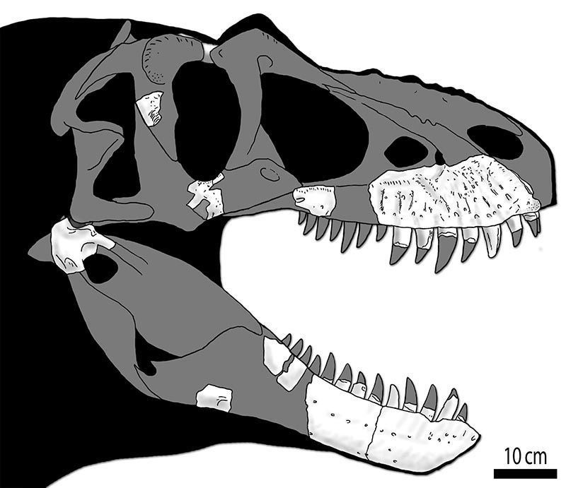 Especulação de como seria o crânio de um Thanatotheristes (Foto: Jared Voris/Cretaceous Research)