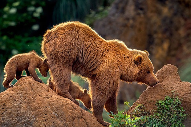 Filhotes de urso e suas mães (Foto: Editora Globo)