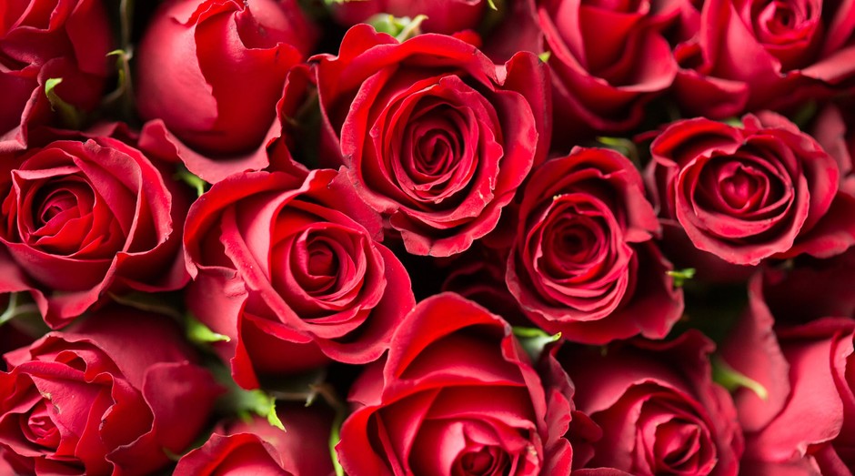 Importação de rosas aumenta na Europa por conta do Dia dos Namorados (Foto: Reprodução)