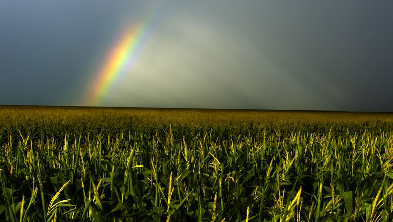 Resultado de imagem para Imagens de milho e chuva