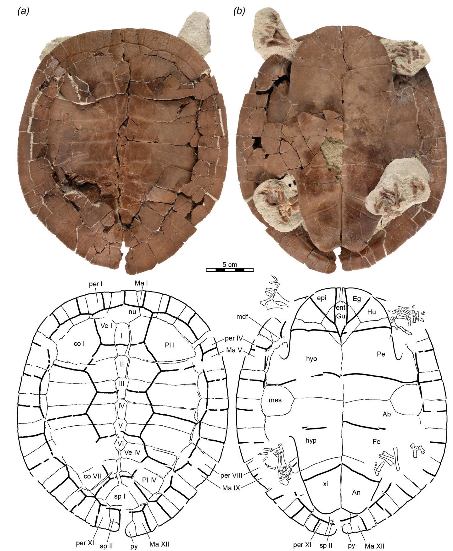 Fóssil de Sahonachelys mailakavava mostra casco preservado (Foto: Walter Joyce)