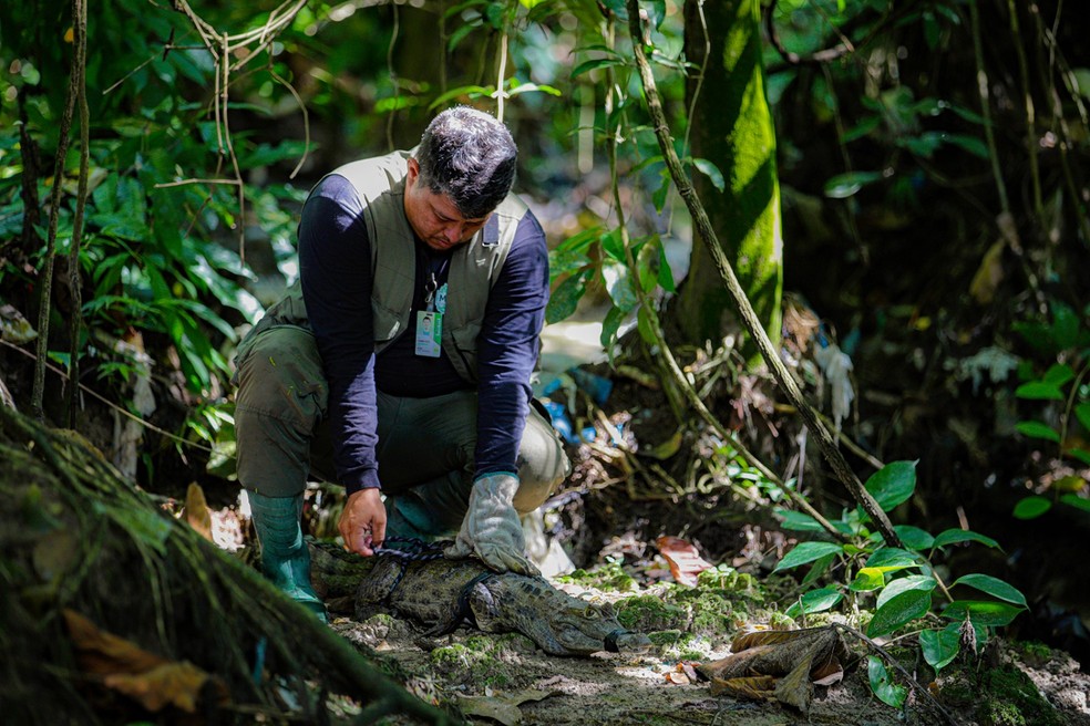 Jacaré resgatado em área do Prosamim+, em Manaus — Foto:  Tiago Corrêa/UGPE