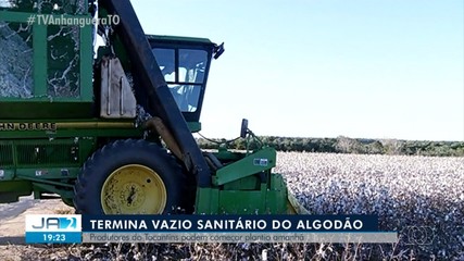 Com fim do vazio sanitário, produtores podem plantar algodão; saiba mais