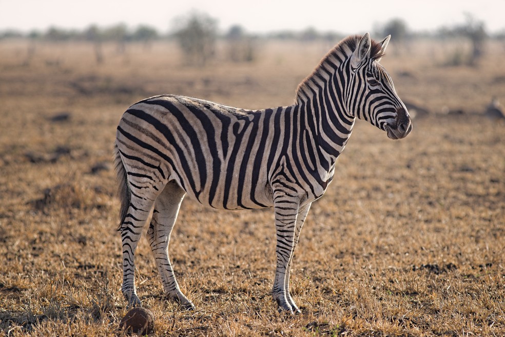 A zebra é um 'solidungulate', uma das palavras soletradas pela campeã do 'Spelling Bee', nos EUA. O nome dado aos animais que têm um casco único nas patas. — Foto: Pexels
