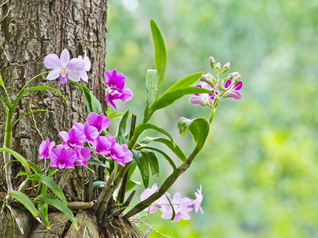 Como plantar orquídeas em árvores (Foto: Thinkstock )
