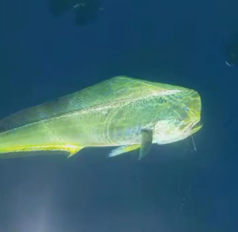Peixes dourado-do-mar têm cores douradas, azuis e verdes no corpo — Foto: Arquivo Pessoal