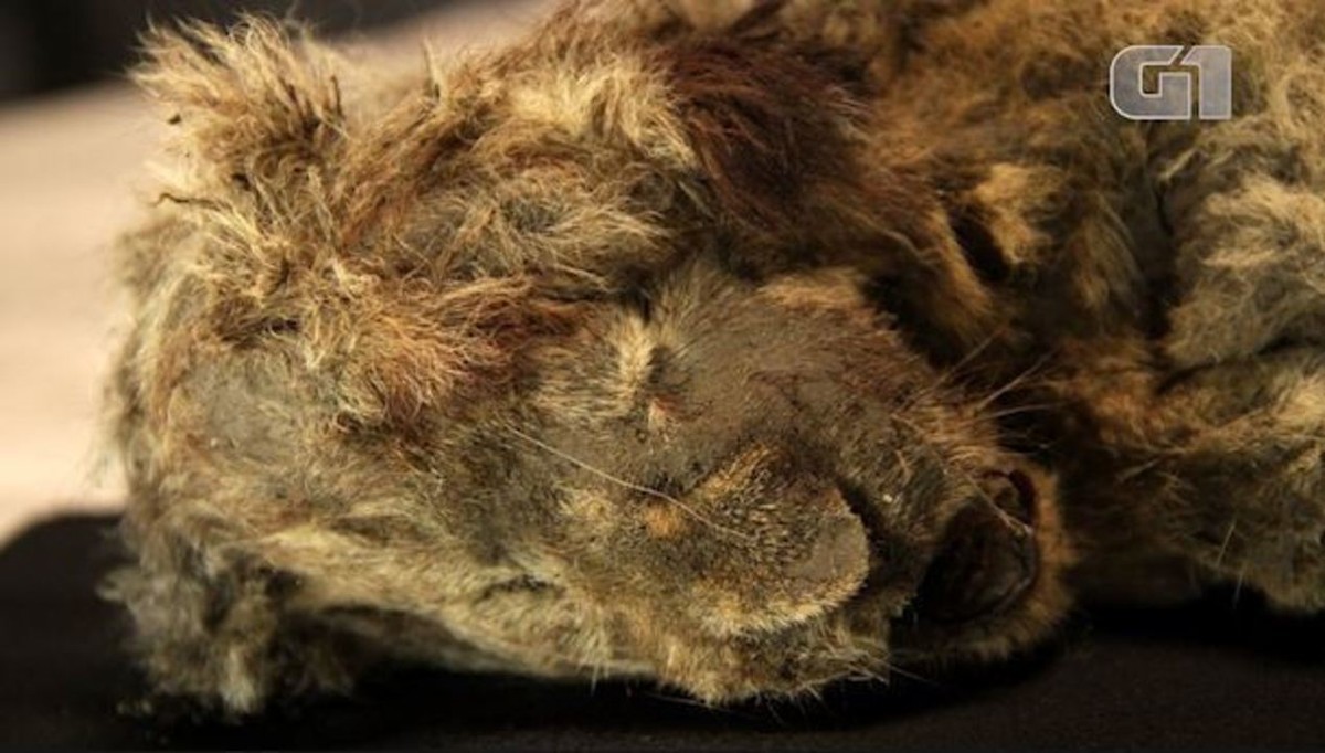 Una momia de león cavernario de 28.000 años de antigüedad es el animal de la Edad de Hielo mejor conservado jamás descubierto.  ciencia y salud