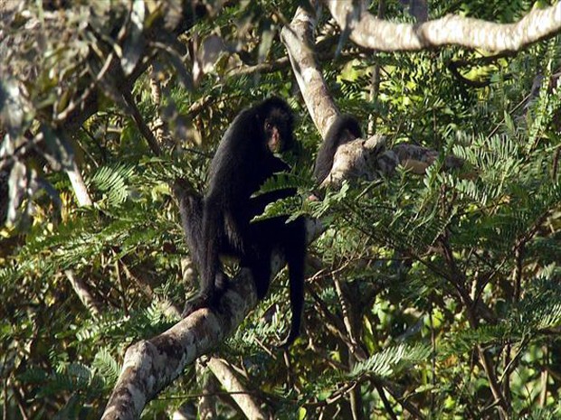 Macaco-aranha Cara Preta – Agência Municipal de Turismo, Eventos e Lazer