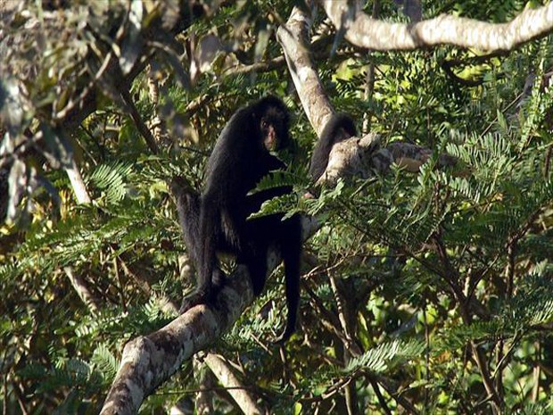 Despedida - Zoo Rio de Janeiro, Macaco-aranha-preto (Ateles…