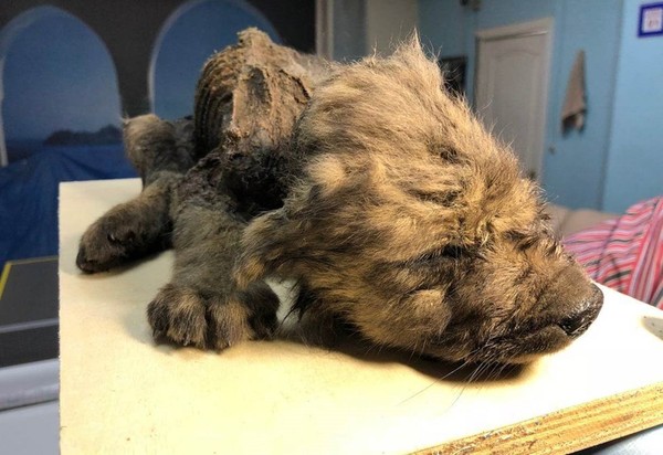 O Cachorro Lobo De 18 Mil Anos Que Intriga Os Cientistas Ciencia E Saude G1 Ver más ideas sobre fotos de lobo, animales, animales salvajes. o cachorro lobo de 18 mil anos que